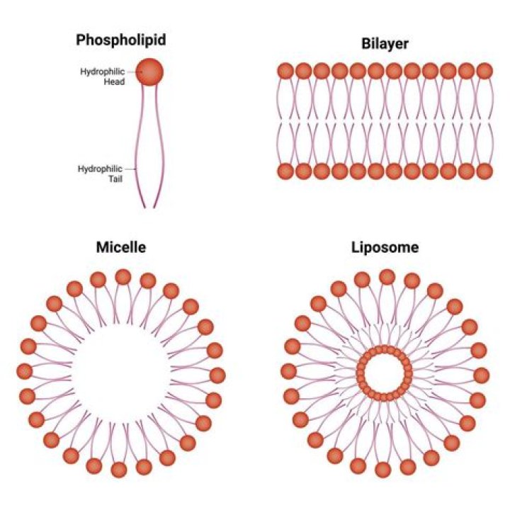 What is the difference between micelle and lipid bilayer?