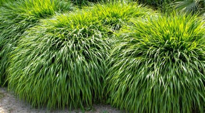 What is the easiest grass to grow in shade?