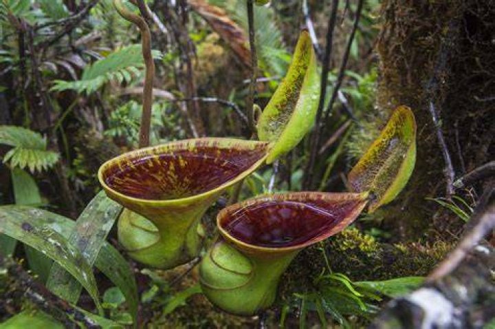 What is the habitat of Nepenthes?