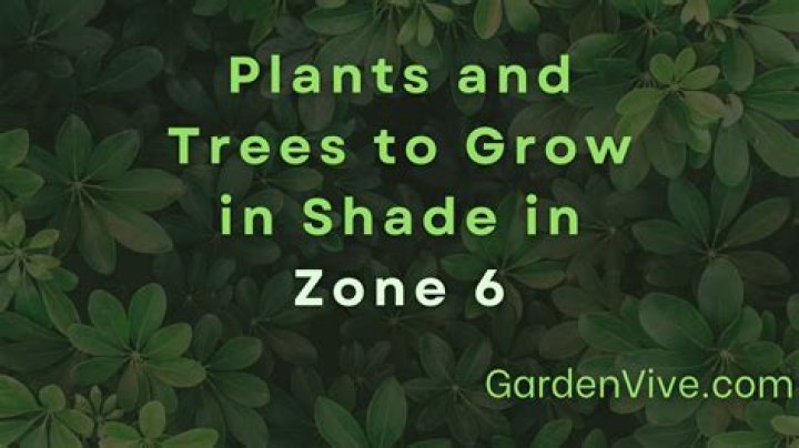 What shrubs grow in full shade in Zone 6?