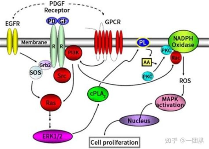 What stimulates PDGF?