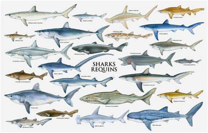 What types of sharks are in South Carolina? 5 popular sharks ranked