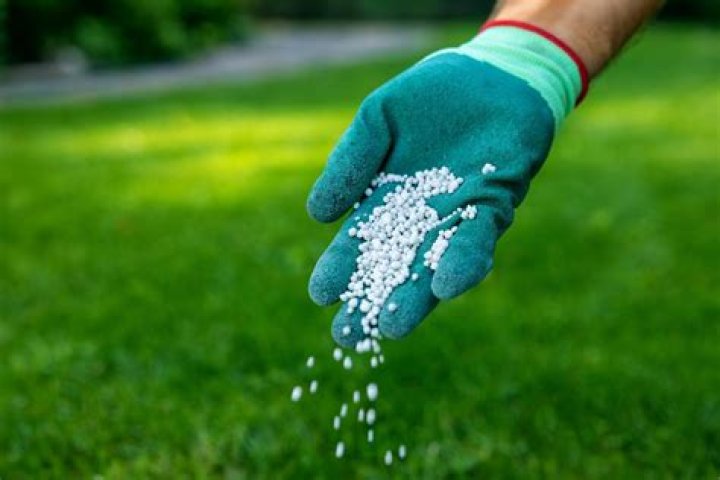 When should I put winter fertilizer on my lawn?