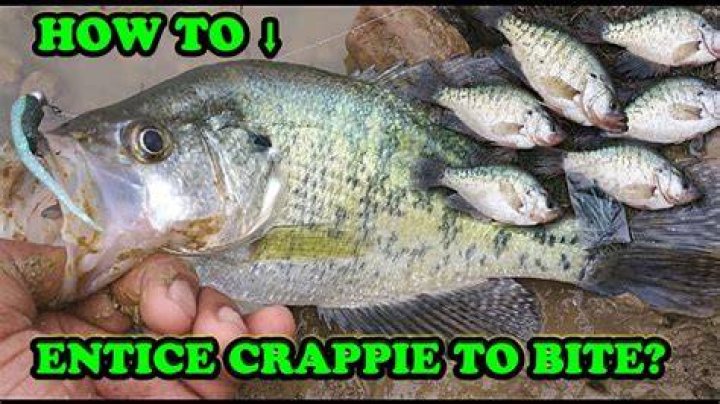 Where are the crappie biting in Kansas?
