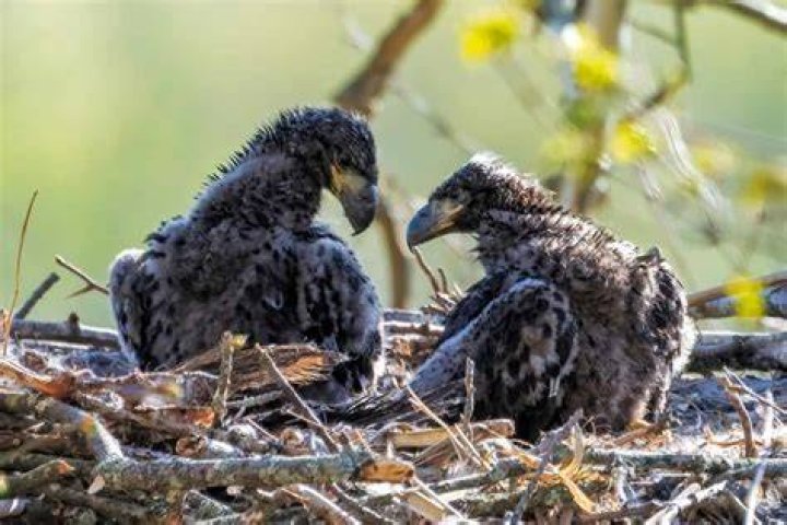 Where can I see eagles in Maryland?