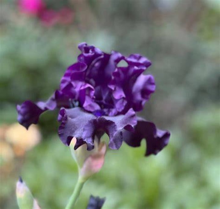 Why are bearded iris so expensive?