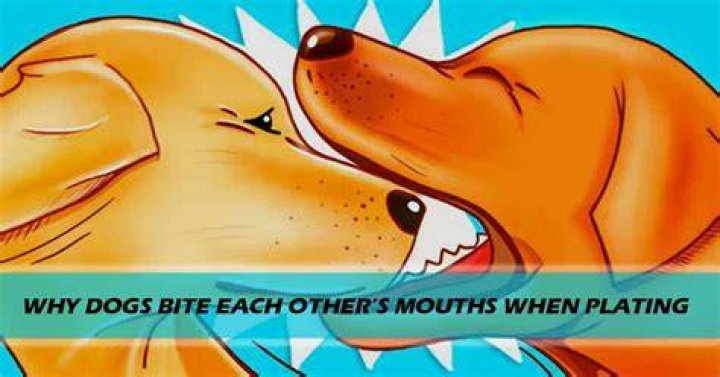 Why Do My Dogs Bite Each Other If They Get Along?